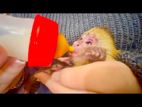 Видео: К нам снова на помощь пришла СУПЕР КОШКА которая будет смотреть за Фиником)