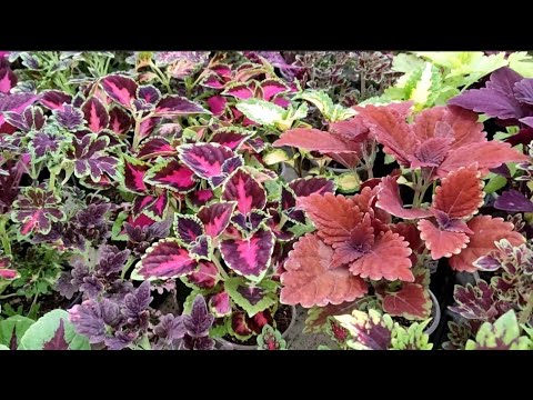 Видео: Макушки - это самое красивое в колеусах!!!