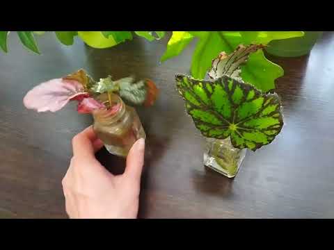 Видео: Самый простой способ укоренения декоративно-лиственных бегоний в воде, мои результаты