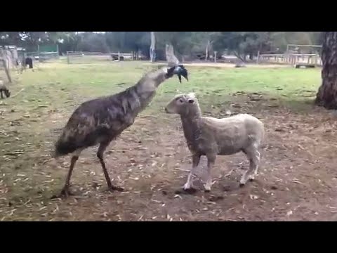 Видео: Удивительные моменты со СТРАУСАМИ, заснятые на камеру!