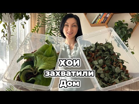 Видео: Мега-черенкование ХОЙ и полный ТУР по коллекции