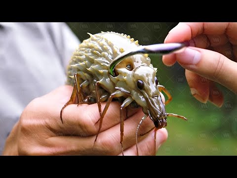 Видео: Лесные Животные, Которых Лучше Не Трогать