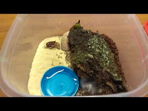 Видео: Новые скорпионы в коллекции