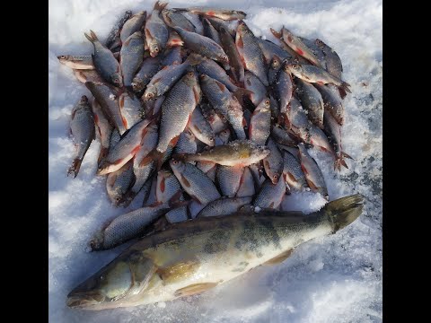 Видео: Зимняя рыбалка на Рефтинском Рассохи -3 с 31 на 1.02.24 бонус был!