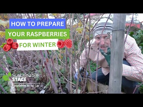 Видео: Как подготовить малину к зиме