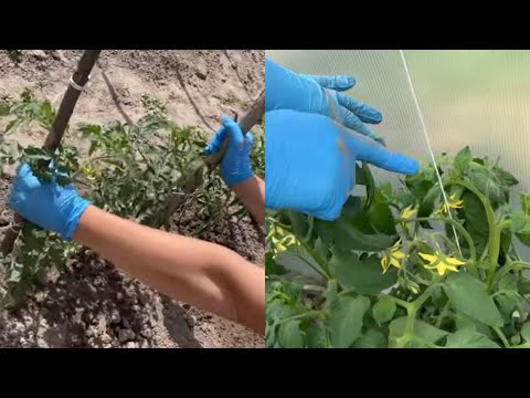 Видео: Помидоры: как подвязываю, как пасынкую,чем обрабатываю от фитофторы