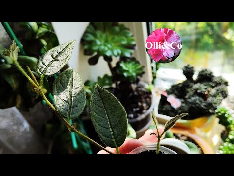 Видео: Мои комнатные растения, цветы, суккуленты радуют, осенние изменения цветов #цветы #комнатныерастения