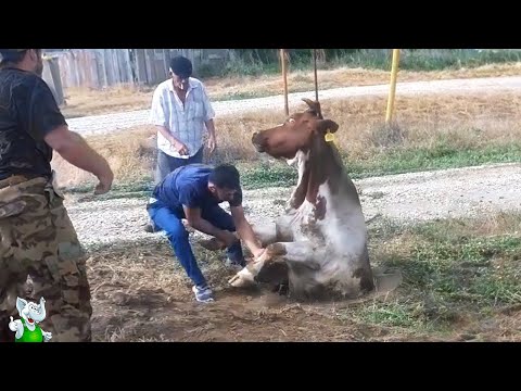 Видео: Это Нужно Видеть / Случаи с Животными Которые Вы Запомните Надолго