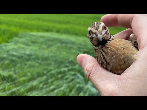 Видео: Весна! Разведка и ловля дикого перепела, 25 апреля, первый!)