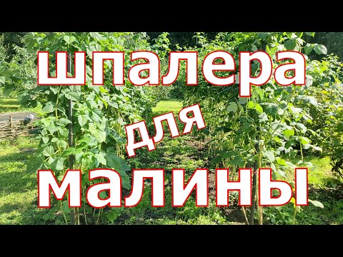 Видео: ПОСТАВЬ МАЛИНУ на МЕСТО! Шпалера для малины одноплоскостная