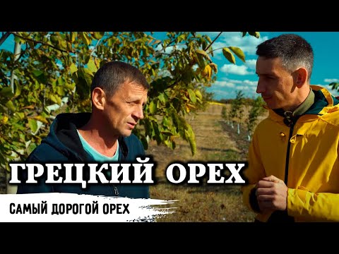 Видео: Сад грецкого ореха // Часть 1