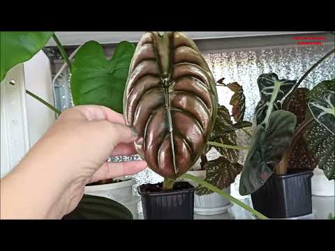 Видео: АЛОКАЗИИ ❤️ ОБЗОР моих СОРТОВ ✅ и ДЕТОК