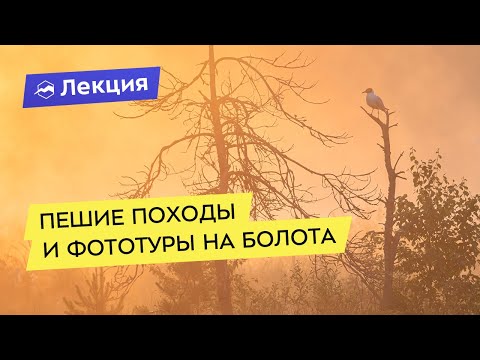 Видео: Пешие походы и фототуры на болота