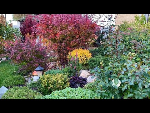 Видео: Обзор невероятно красивых кустарников на 14.10.22/ Ленинградская область