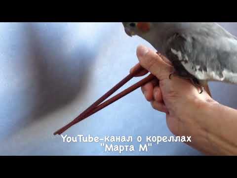 Видео: 13-5 Попугай ручной постоянно лезет на руки, мешает мне учиться правильно держать палочки