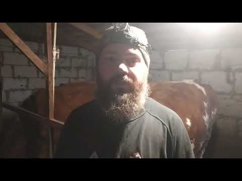 Видео: Поломка ТСН- 160.Проблемы с навозоудалением.