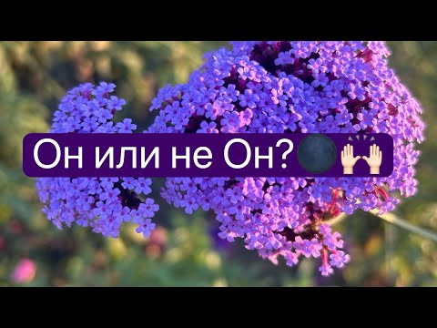 Видео: До чего же, мы несчастные царевны, нам законом не положено любить..🤗🌸❤️