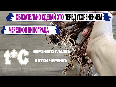 Видео: 🍇 Без ЭТИХ приемов даже не ДУМАЙ  УКОРЕНЯТЬ ЧЕРЕНКИ винограда. Зачем НУЖНА РАЗНИЦА температур?