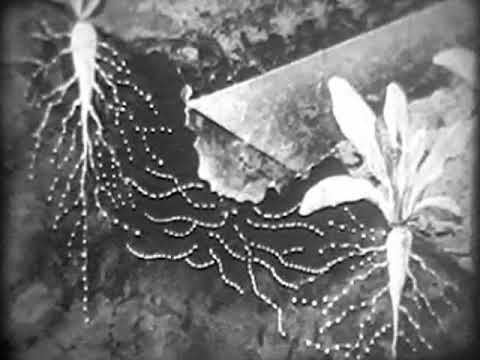 Видео: Свекла на орошаемых землях