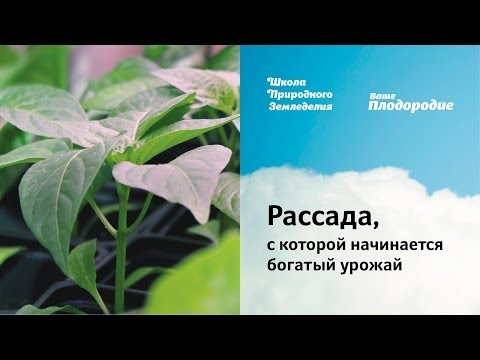 Видео: Рассада, с которой начинается богатый урожай