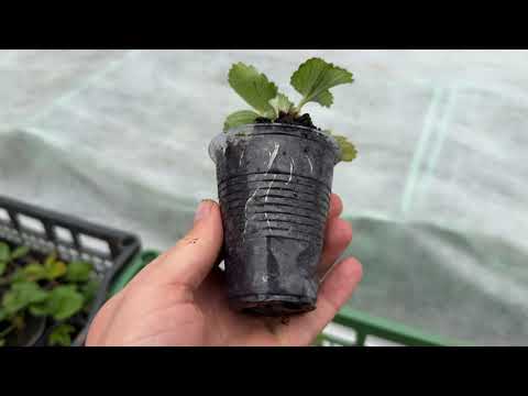 Видео: ОБОВЯЗКОВЕ живлення перед зимою! Зачистку поля завершили!