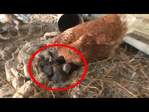 Видео: Аллох Мўжизаси... Бу Ҳайвонлар Ҳаммани Шокка Туширди...