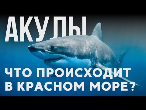 Видео: Акулы в Египте: насколько это опасно? | Красное море, Снорклинг, дайвинг и безопасность Египет 2025