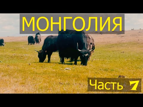 Видео: Монголия. Часть седьмая