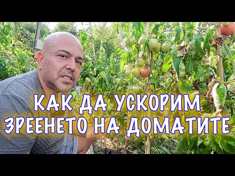 Видео: Как да накараме доматите да узреят по-бързо! Трикове, хакове, съвети...