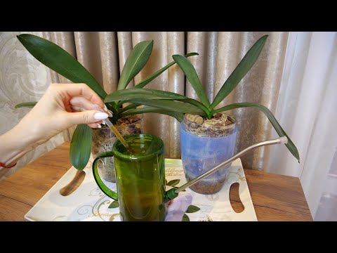 Видео: Орхидеи УКОРЕНЯЮТСЯ. Чем удобрить... ОБАЛДЕЛА от увиденного. Корни, листья, цветоносы.
