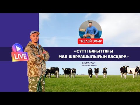 Видео: Сүтті мал шаруашылығын қалай дамытады / Білікті маман Нурмахан Сейлхан.