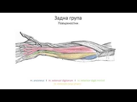 Видео: Мускули на предмишницата (10:01) ┃teoriyata.com