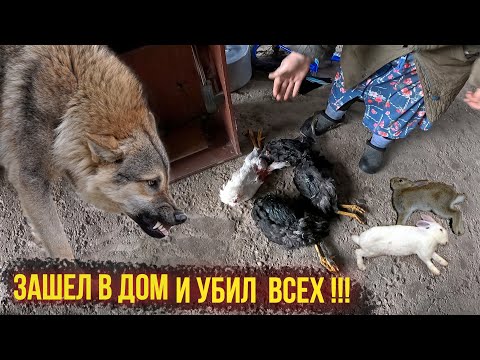 Видео: ВОЛКИ В ДЕЛЕ ! СРЕДЬ БЕЛА ДНЯ ВОЛК НА ГЛАЗАХ У ХОЗЯЙКИ УНИЧТОЖИЛ ВСЮ ДОМАШНЮЮ ПТИЦУ И КРОЛИКОВ.