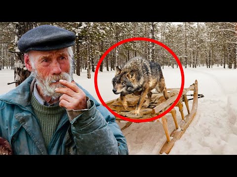 Видео: Спасая искалеченного волка из капкана, дед не ожидал что через мгновение окажется при смерти