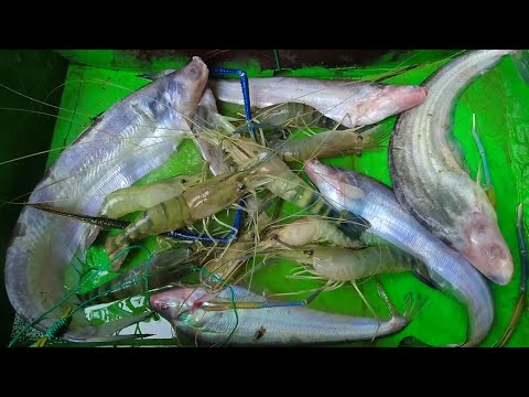 Видео: Речная рыбалка, когда креветки и рыба очень голодны