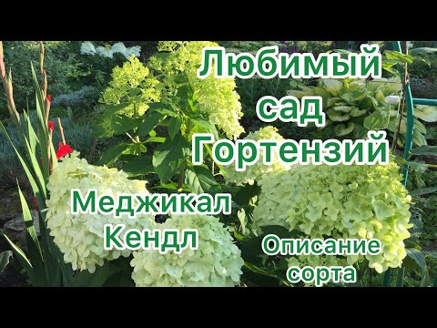 Видео: ЛЮБИМЫЙ САД ГОРТЕНЗИЙ.РОСКОШНАЯ МЕДЖИКАЛ КЕНДЛ. Описание сорта