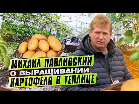 Видео: ТРЕТИЙ ЭКСПЕРИМЕНТ МИХАИЛА ПАВЛИВСКОГО – СУПЕРРАННИЙ картофель в АПРЕЛЕ. (2021 год)