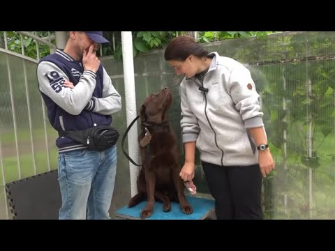 Видео: Догтренинг 533. Потрясающий лабрадор! Итоги тренинга