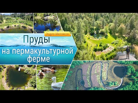 Видео: Пруды на пермакультурной ферме!