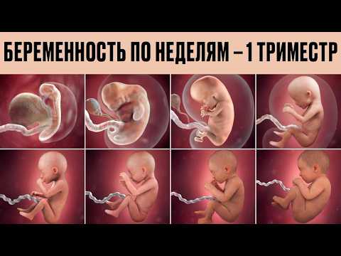 Видео: ВСЁ О ПЕРВОМ ТРИМЕСТРЕ БЕРЕМЕННОСТИ. БЕРЕМЕННОСТЬ ПО НЕДЕЛЯМ.