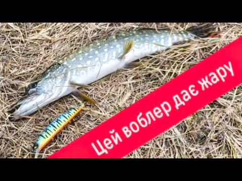 Видео: Цей воблер дає жару🔥. Щука🐟 від нього просто дуріє. Рибалка🎣. Сіверський Донець 🗾. Ендуро🏍️- рибалка