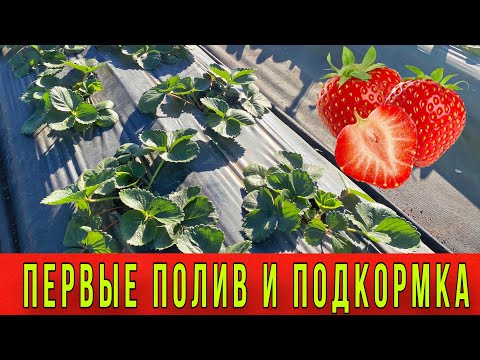 Видео: Первые полив и подкормка клубники весной