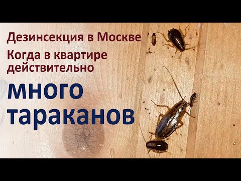 Видео: Очень много тараканов в квартире. Не допускайте у себя такого!