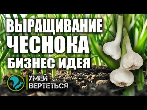 Видео: Чеснок как бизнес идея 2019