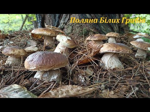 Видео: МЕГА Поляна Білих Грибів - Такого ще не бачили! Белые Грибы 2021. Гриби Карпати. Як ростуть Гриби.