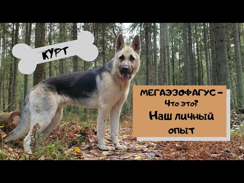Видео: МЕГАЭЗОФАГУС - что это такое? Наш личный опыт
