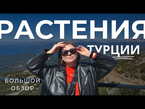 Видео: Большой обзор комнатных растений Турции • Влог#1 • Что выращивают в Турции?