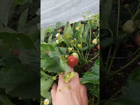 Видео: Сладкоежка сорт клубники (авг. 23г)