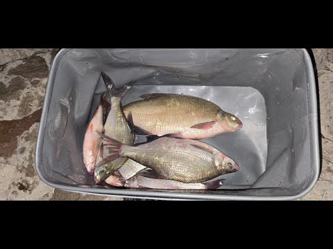 Видео: Ночная рыбалка на ФИДЕР. ЛЕЩ. #рыбалка #рыбалканафидер #балык #fishing #капчагай