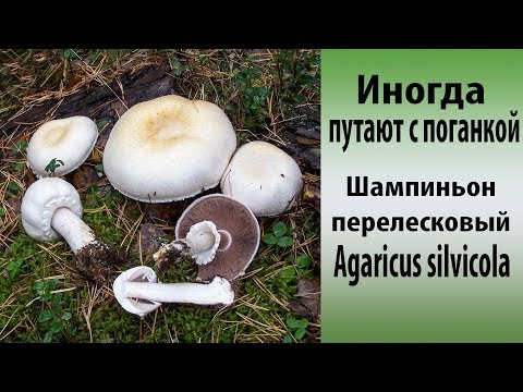 Видео: Иногда путают с поганкой. Шампиньон перелесковый.